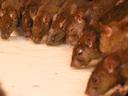 Lots of rats!